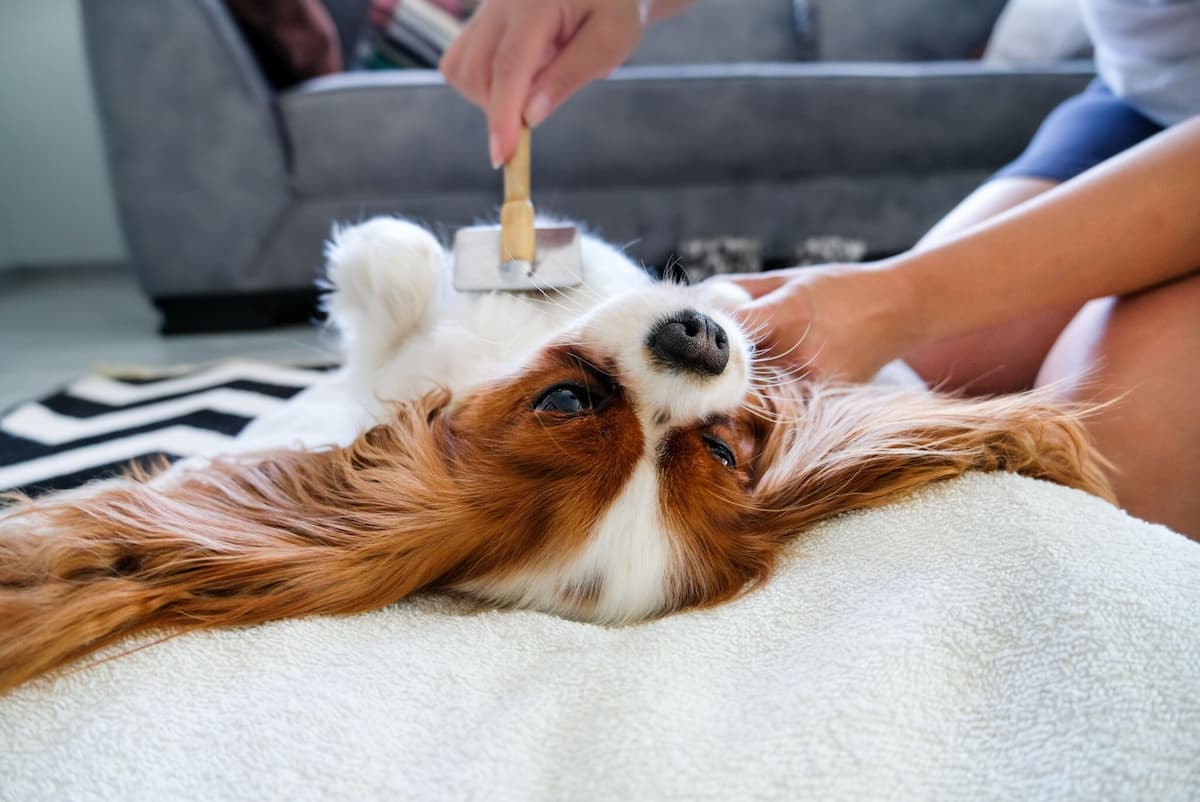 Dog grooming 2025 at home – brushing and bathing dog